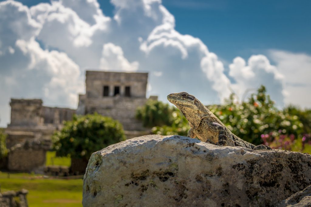 Iguana at Mayan Ruins of Tulum, Mexico